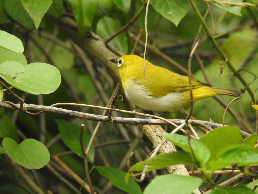 טנגלה Eagles Nest Cabanas מראה חיצוני תמונה